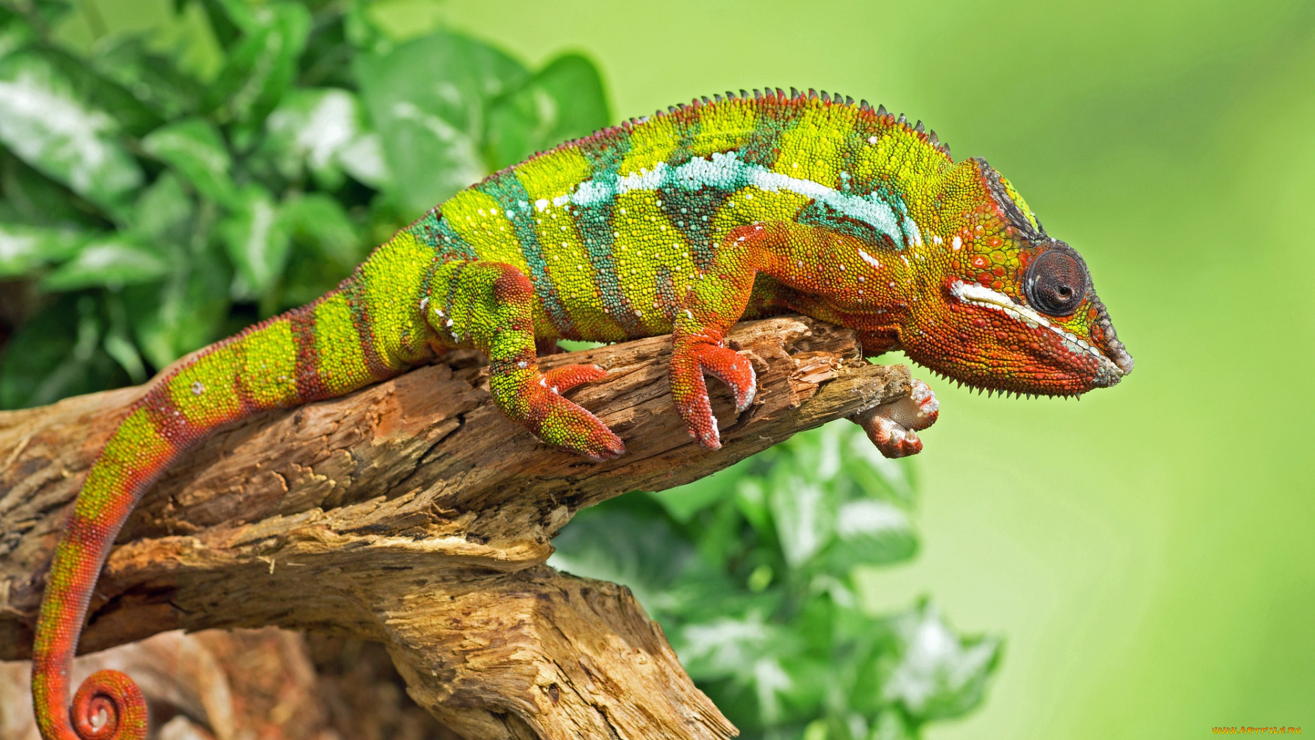 животные, хамелеоны, хамелеон