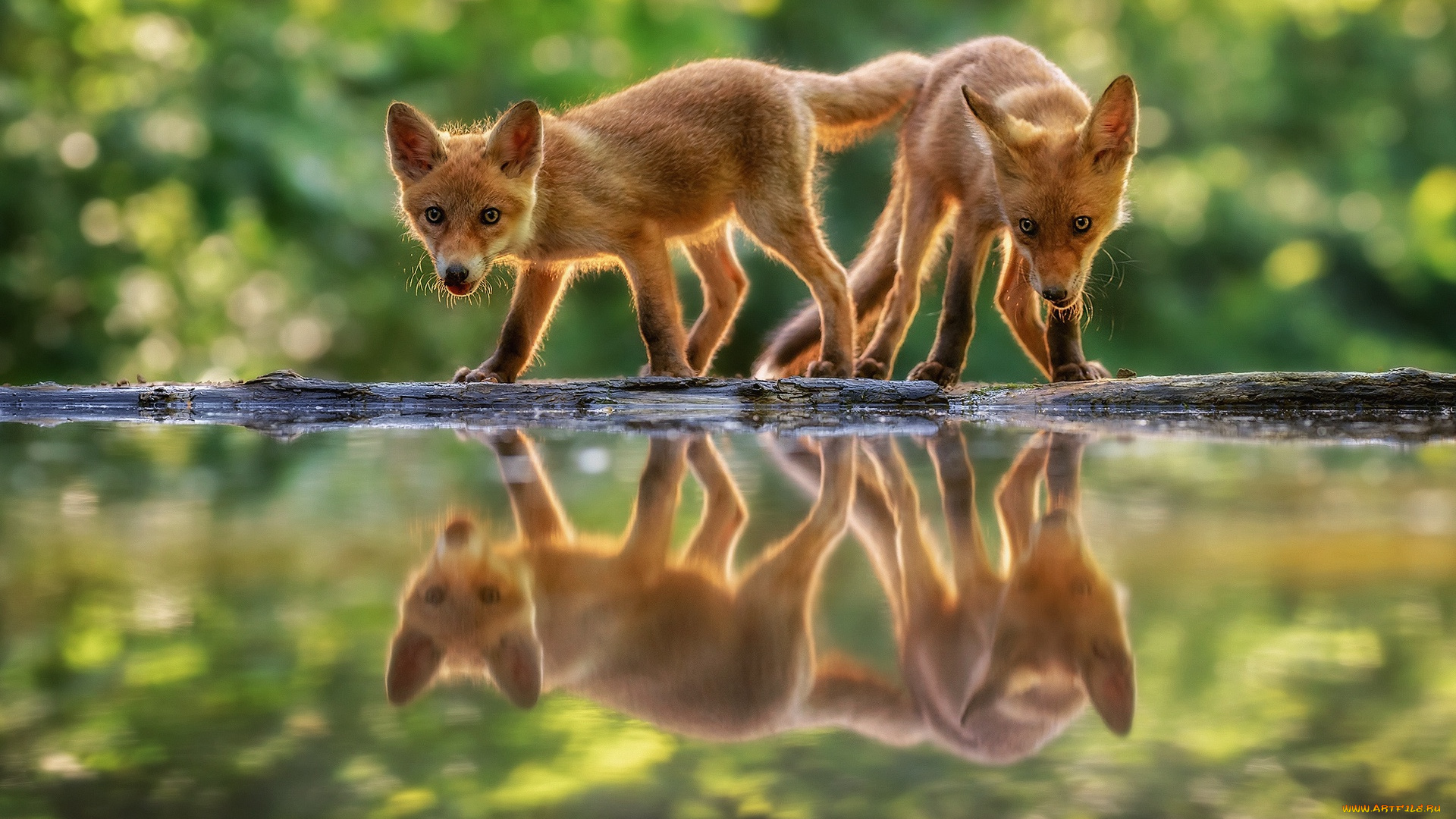 животные, лисы, лисята