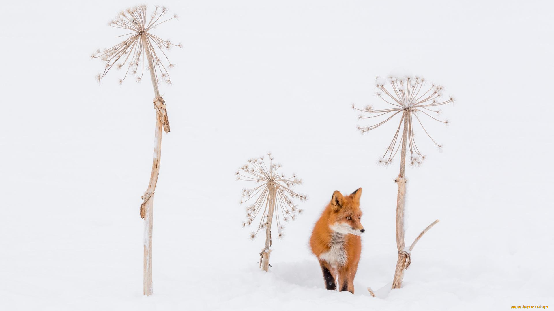 животные, лисы, зонтики, снег, лиса