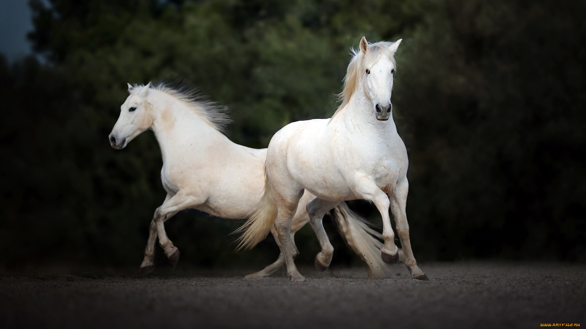 животные, лошади, кони
