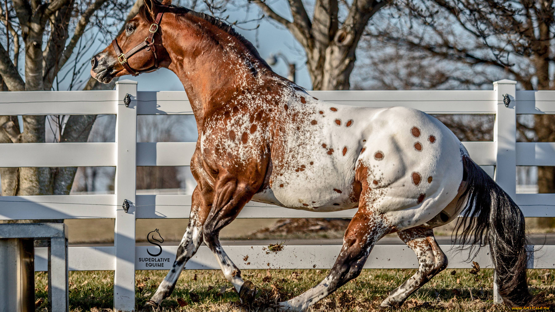 животные, лошади, загон, ограда, деревья, лошадь