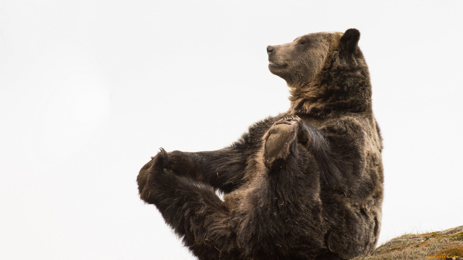 животные, медведи, медведь