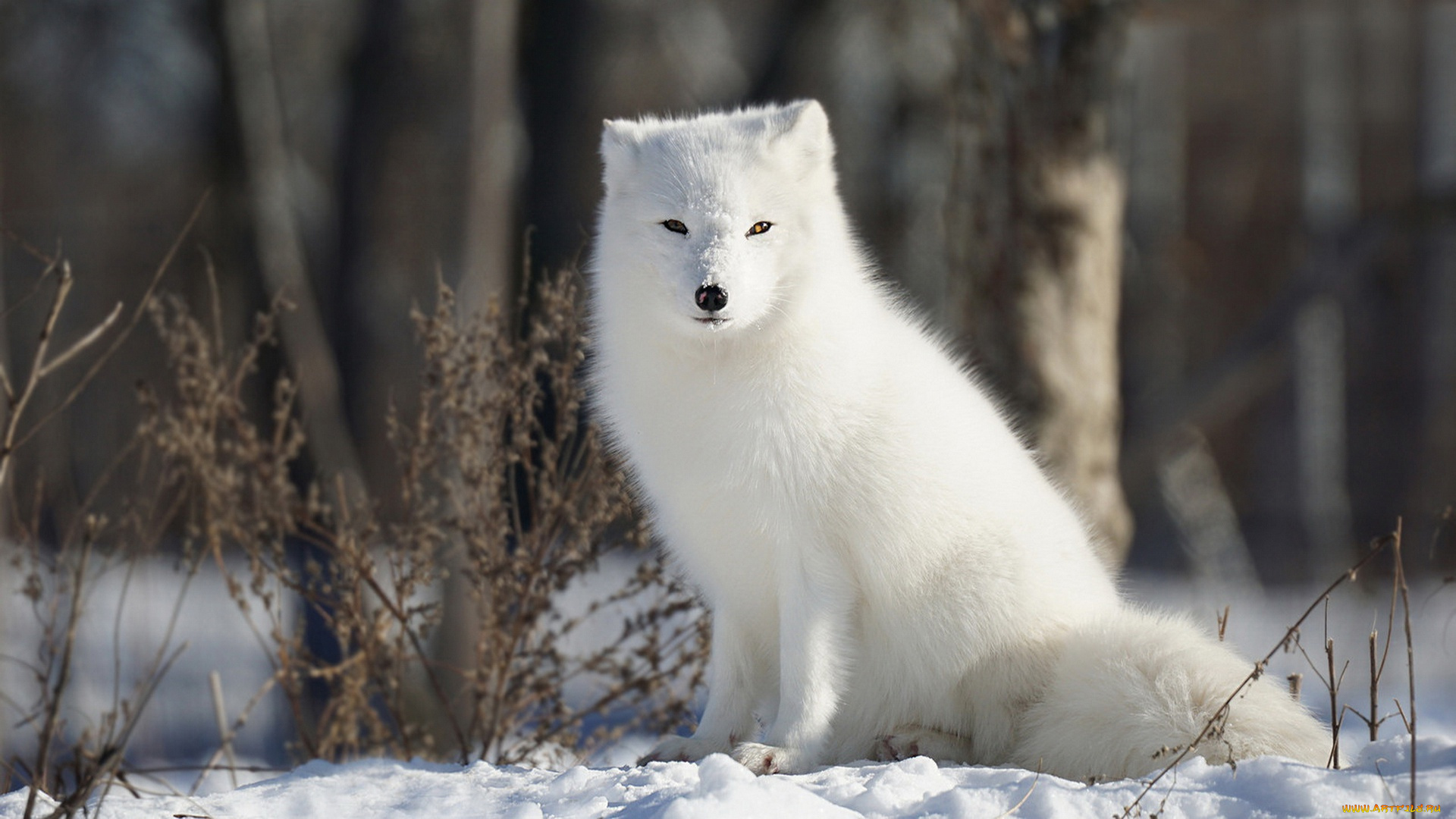 животные, песцы, песец