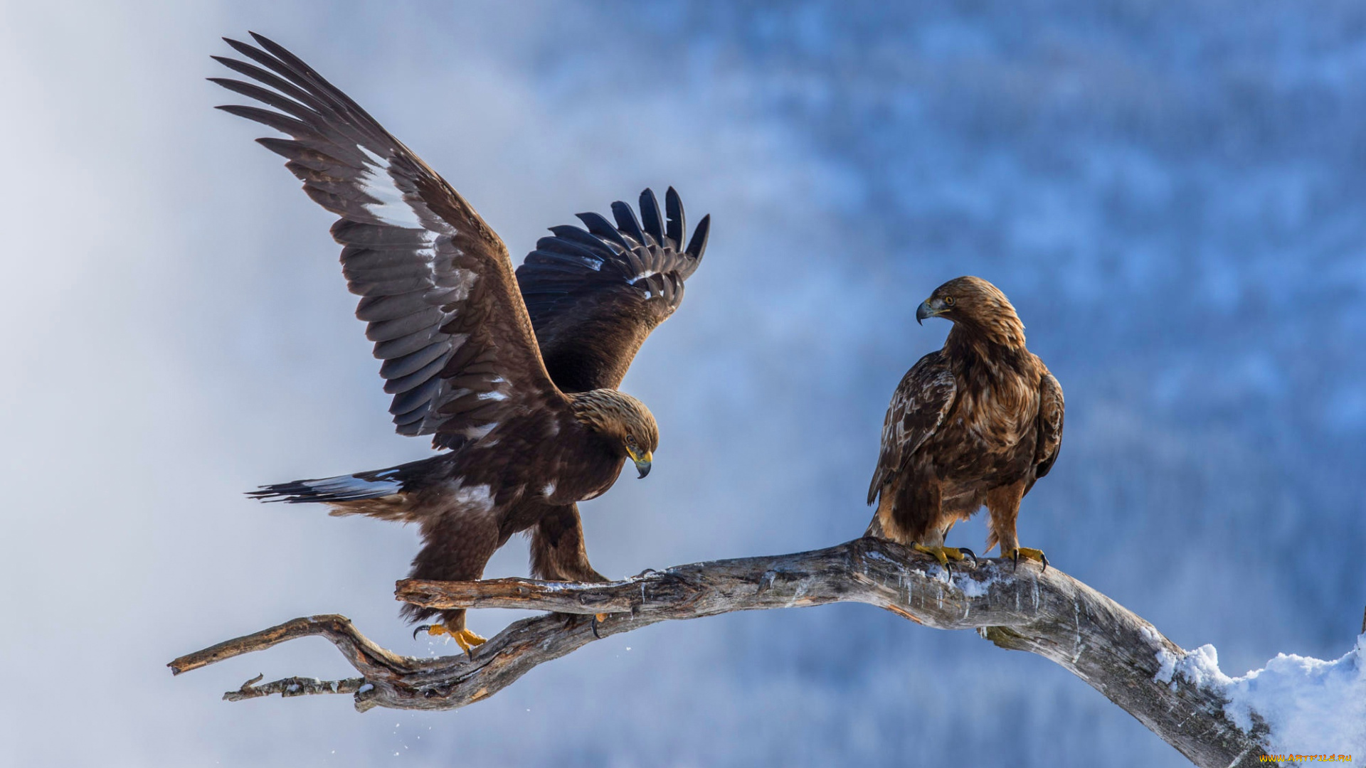 животные, птицы, -, хищники, орел