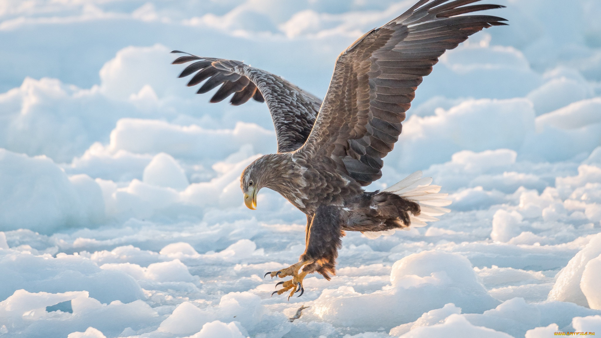 животные, птицы, -, хищники, ястреб