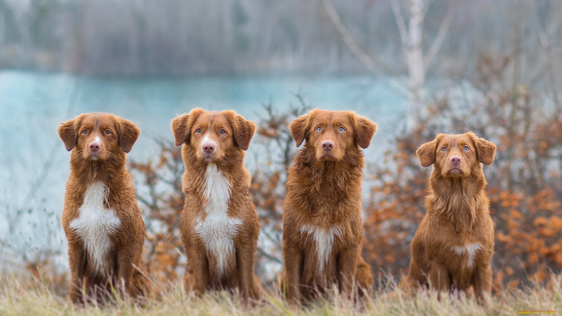 животные, собаки