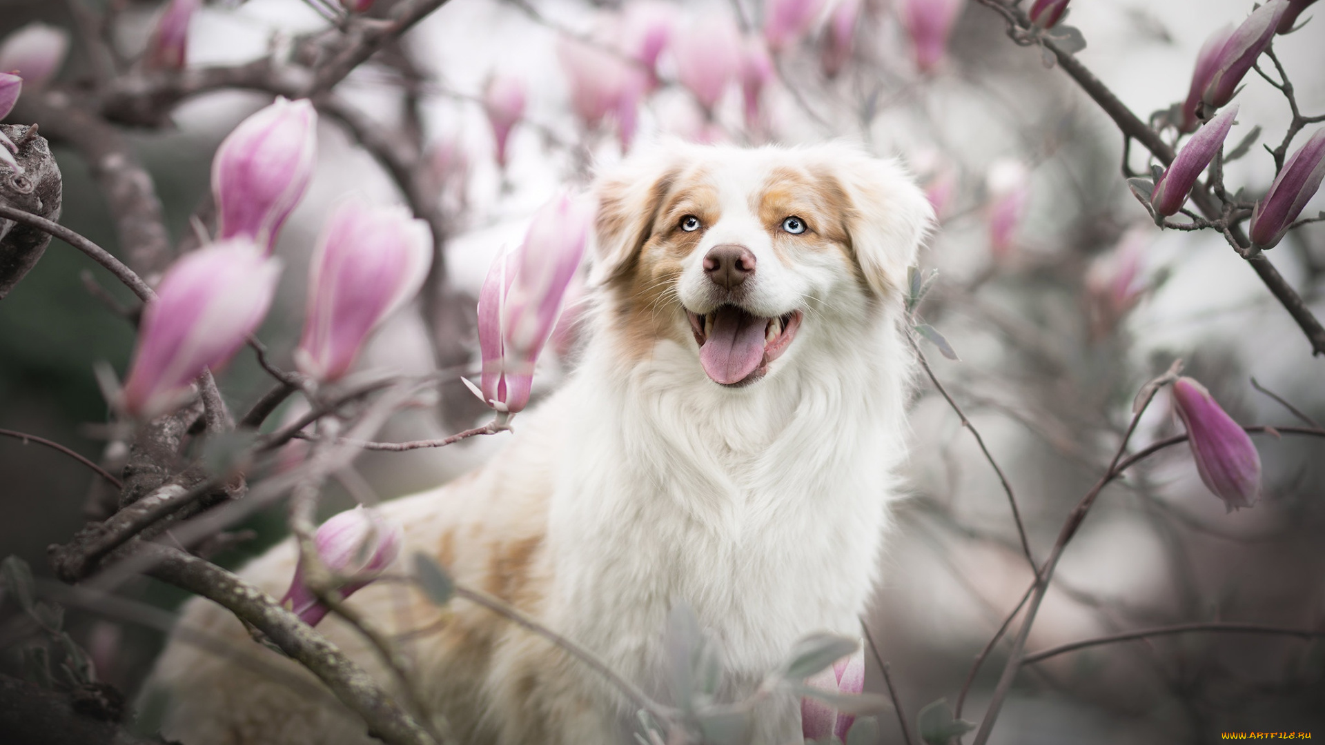 животные, собаки, австралийская, овчарка