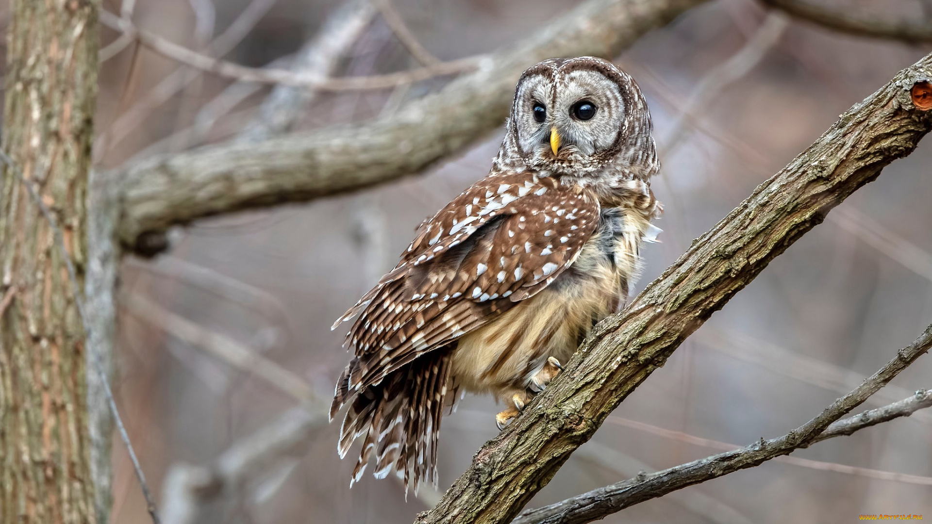 животные, совы, сова