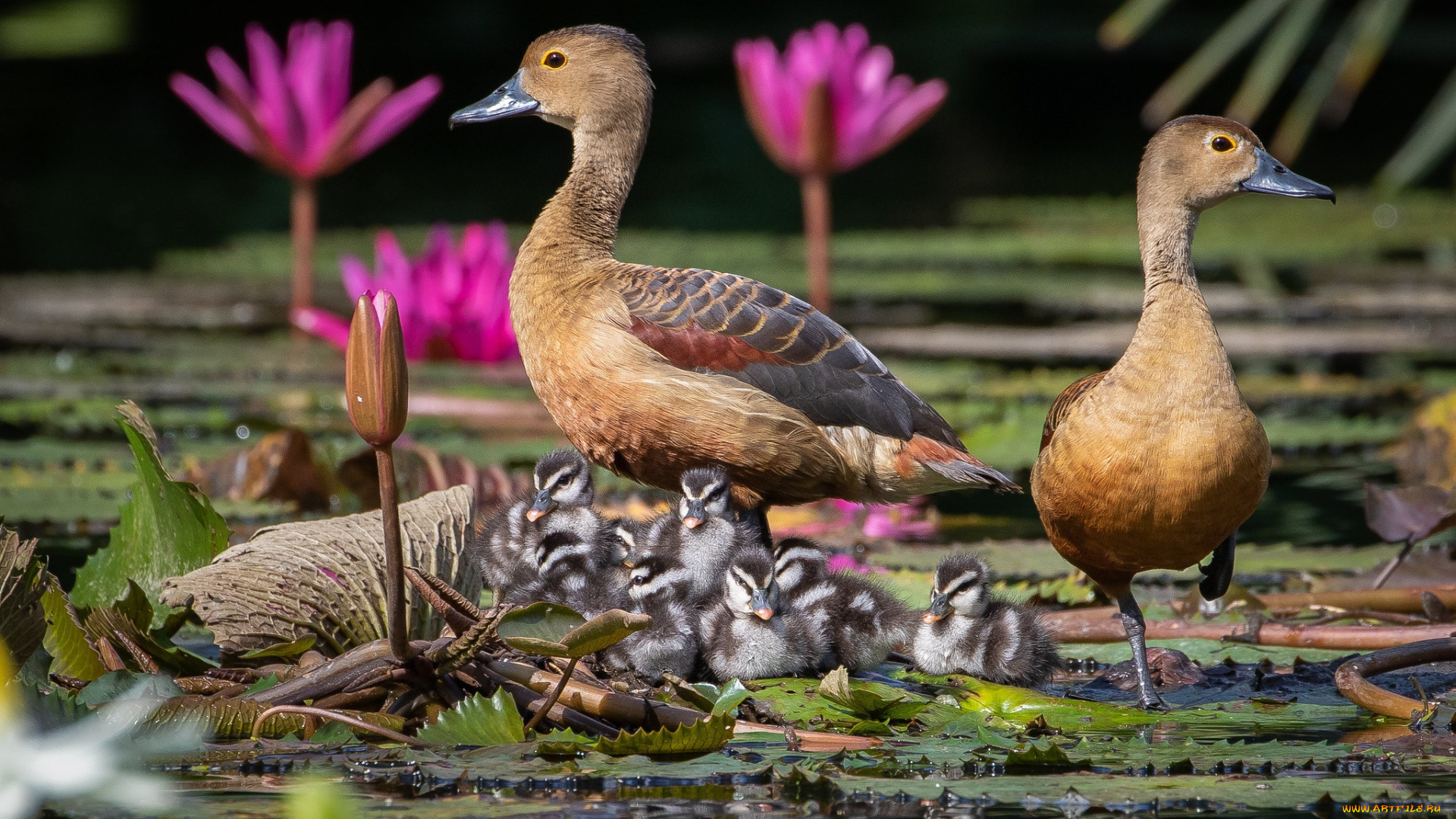 животные, утки, утята