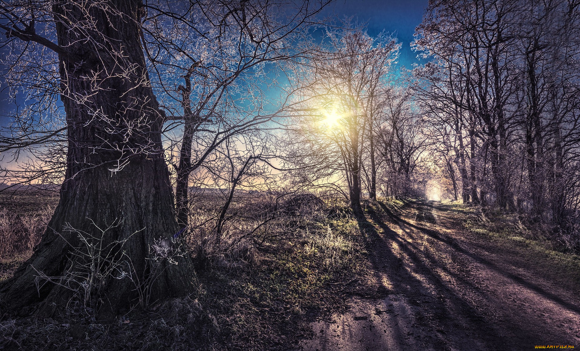 природа, лес, простор