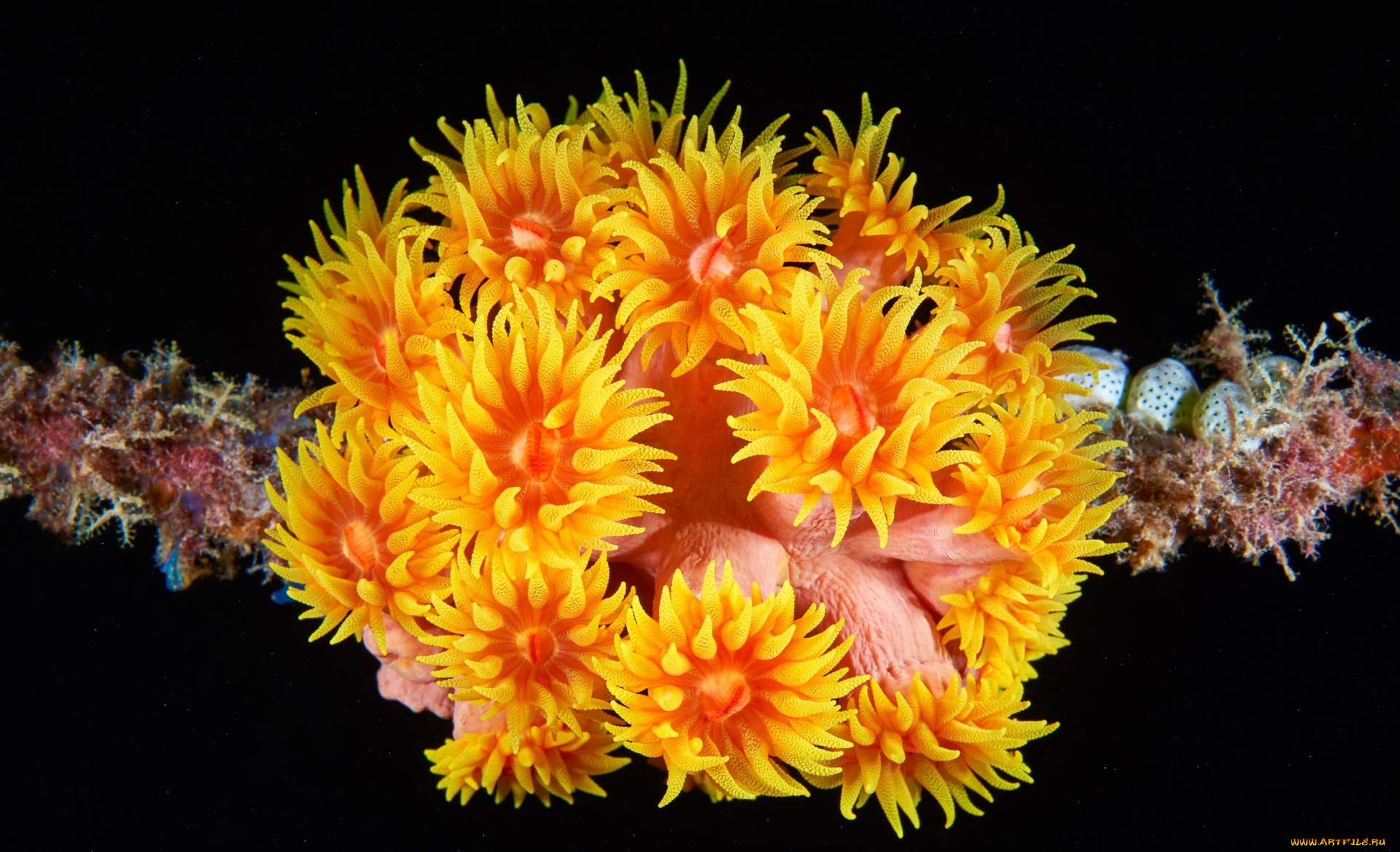 тубастрея, животные, морская, фауна, кораллы, актинии