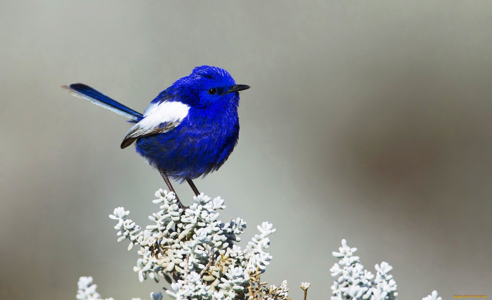 белокрылый, расписной, малюр, животные, птицы, ветка, птица