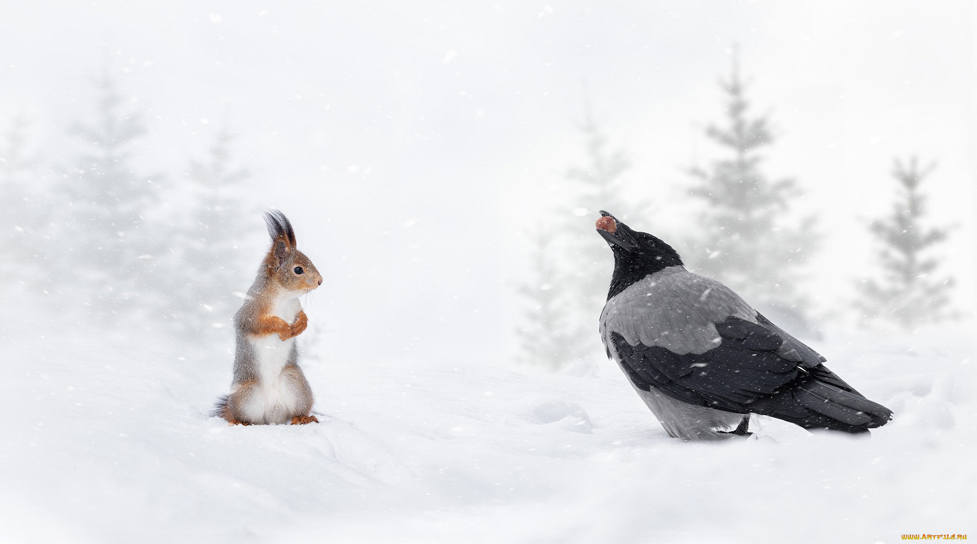 животные, разные, вместе, ворона, белка, рыжая
