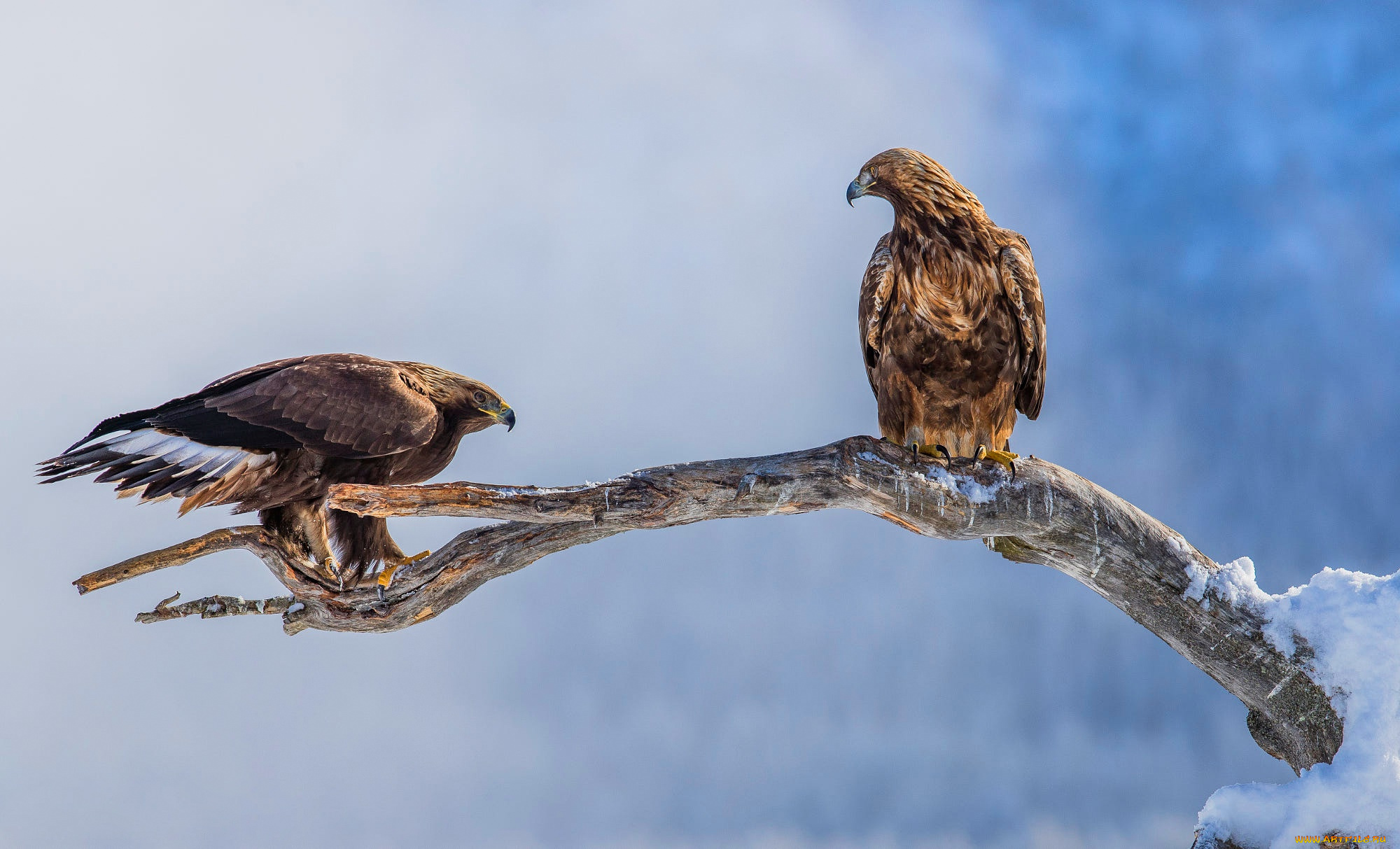животные, птицы, -, хищники, орел