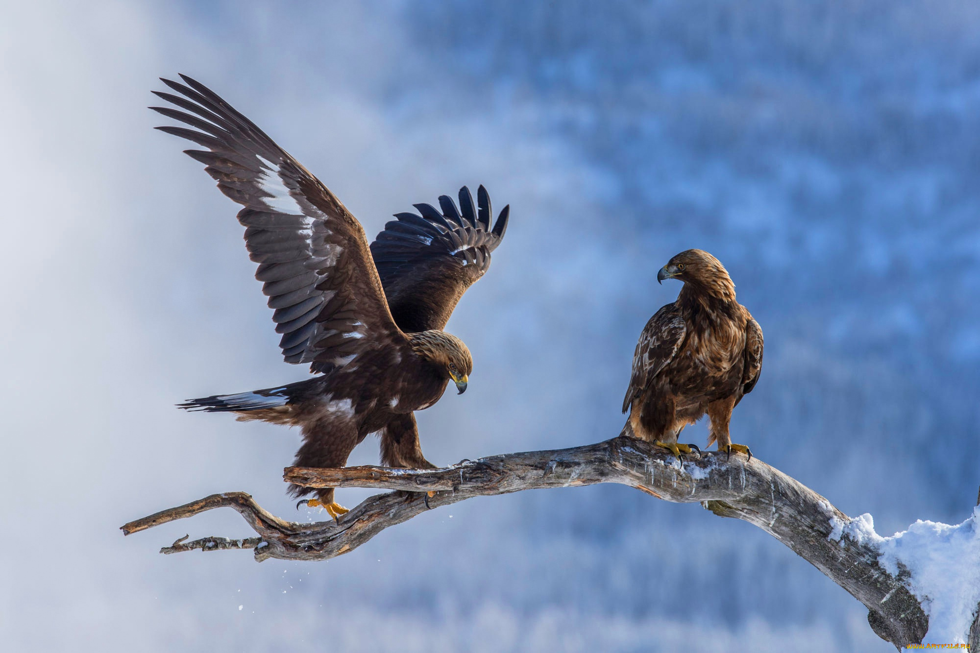 животные, птицы, -, хищники, орел