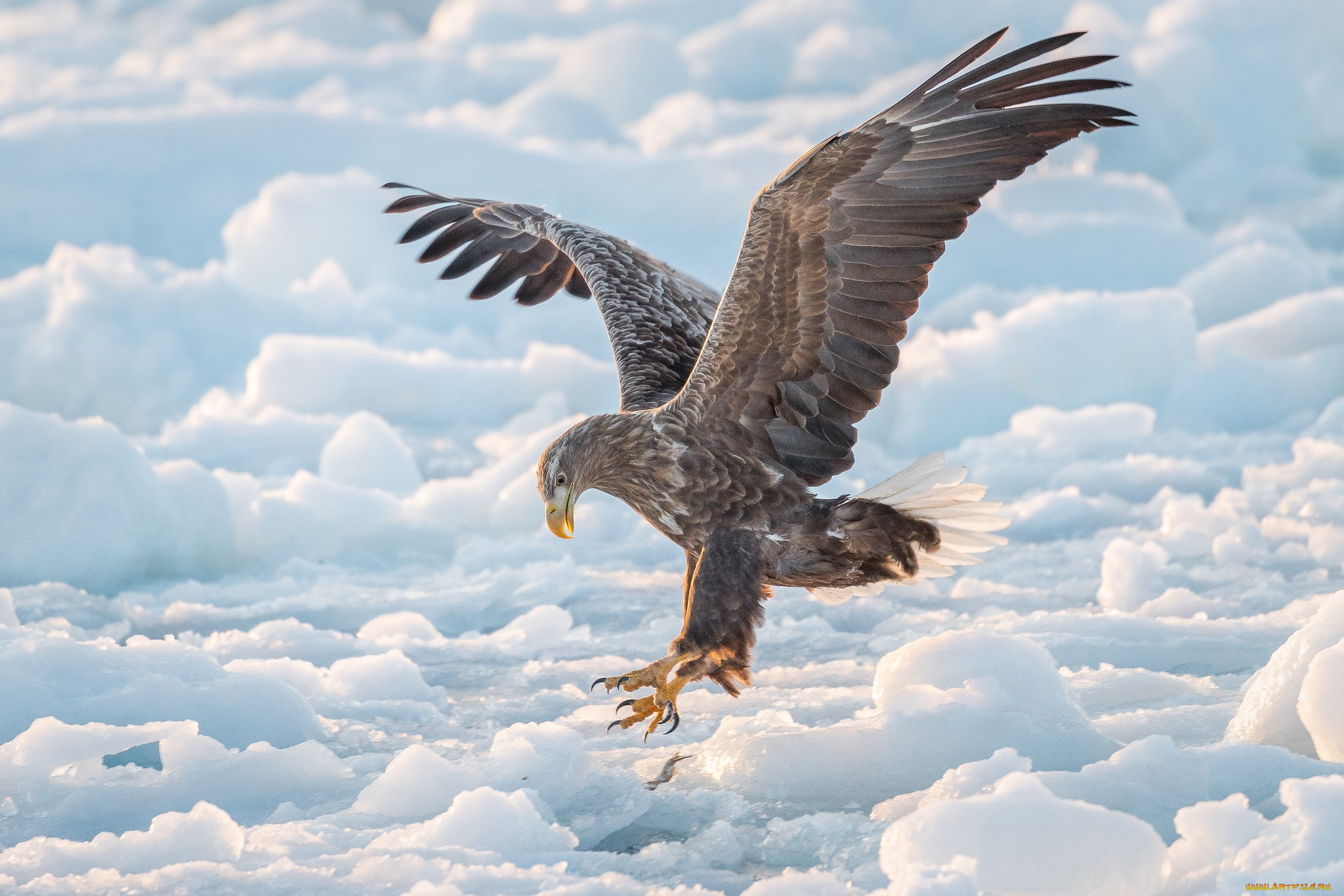 животные, птицы, -, хищники, ястреб