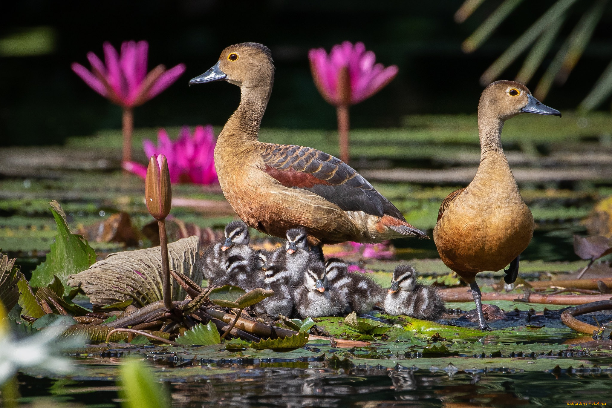 животные, утки, утята