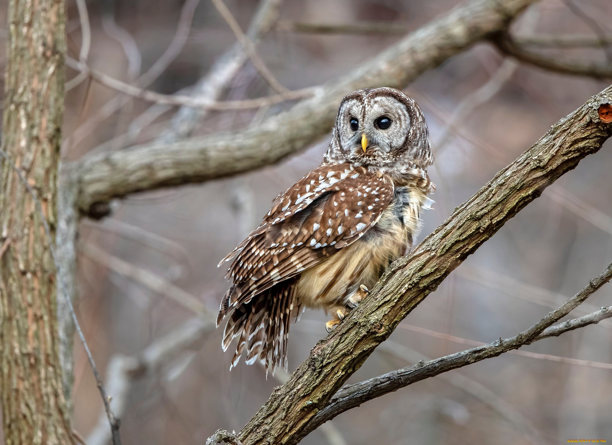 животные, совы, сова