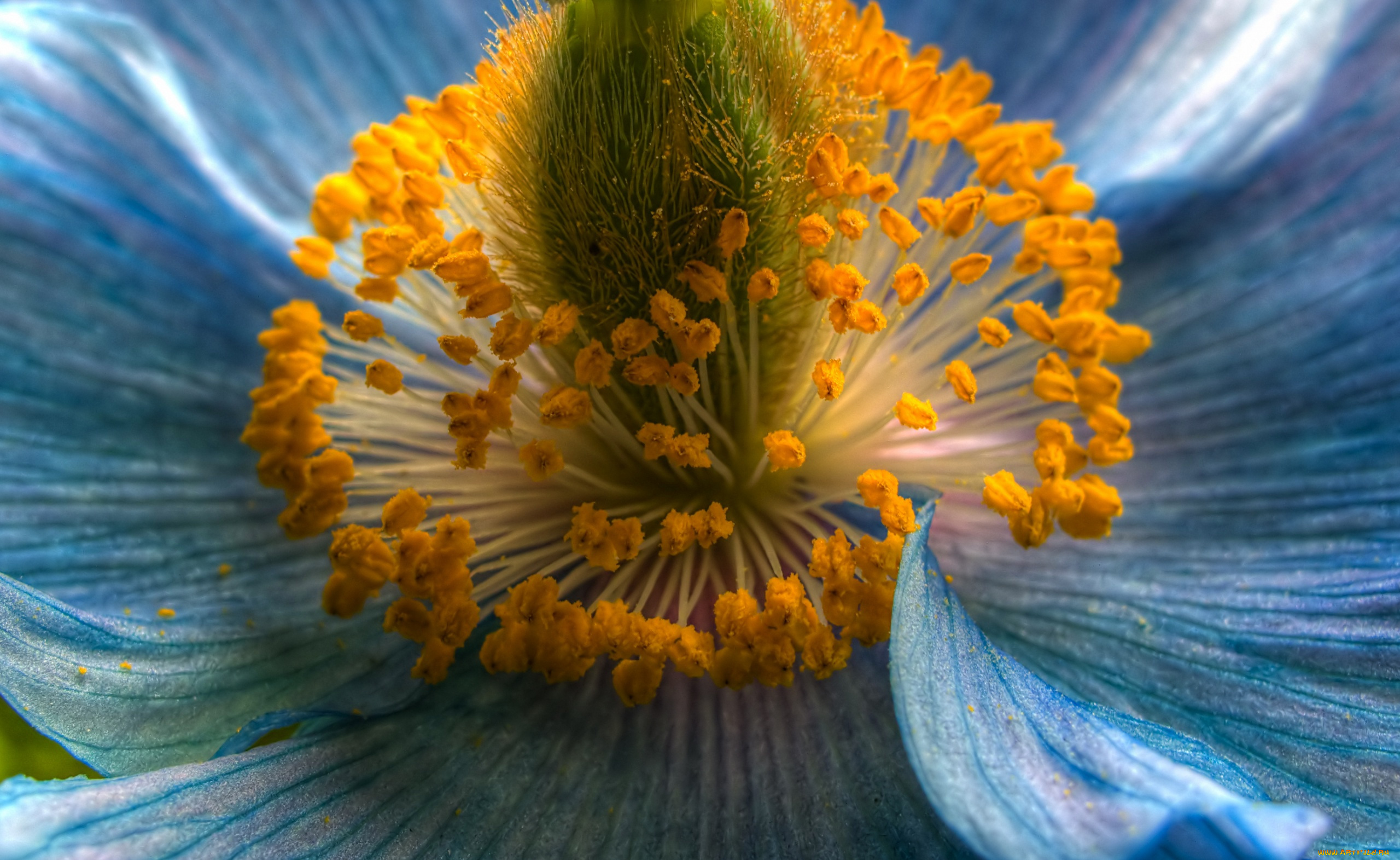 цветы, маки, тычинки