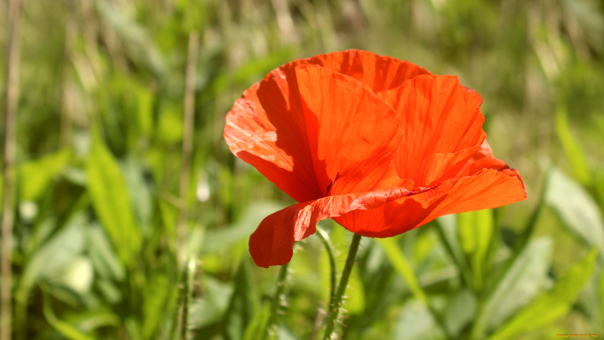 цветы, маки, алый, мак, макро