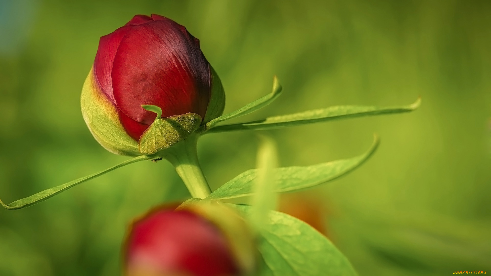 цветы, пионы, красный, пион, макро, бутон