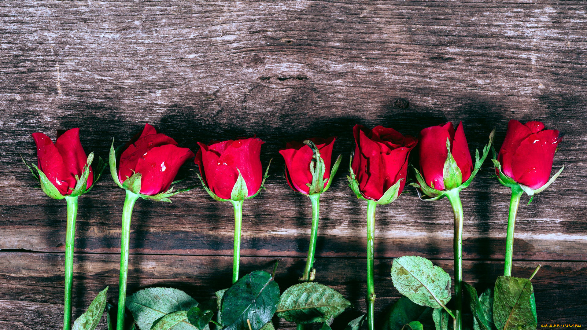 цветы, розы, алые, бутоны