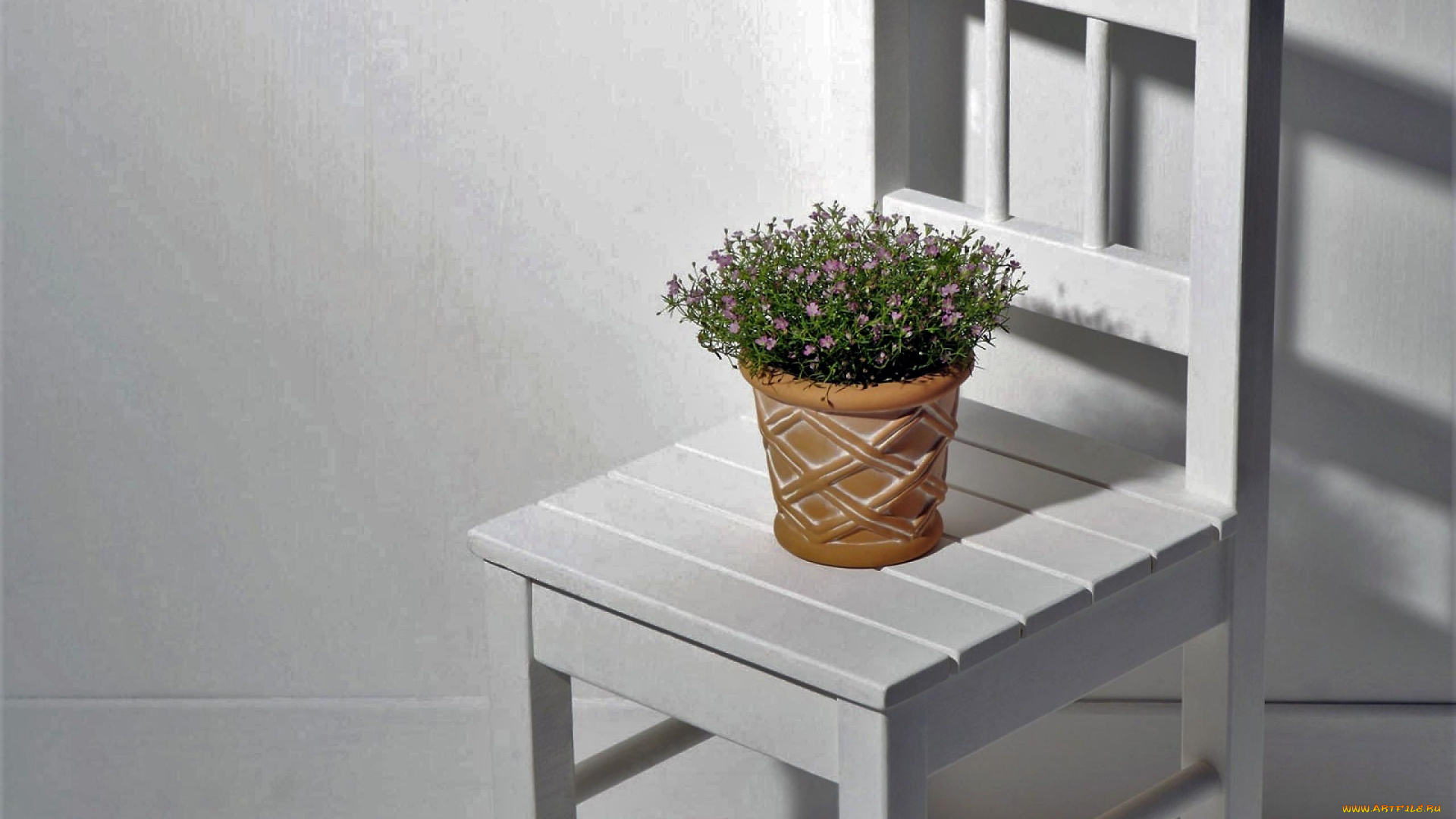 цветы, стул, горшок, цветок