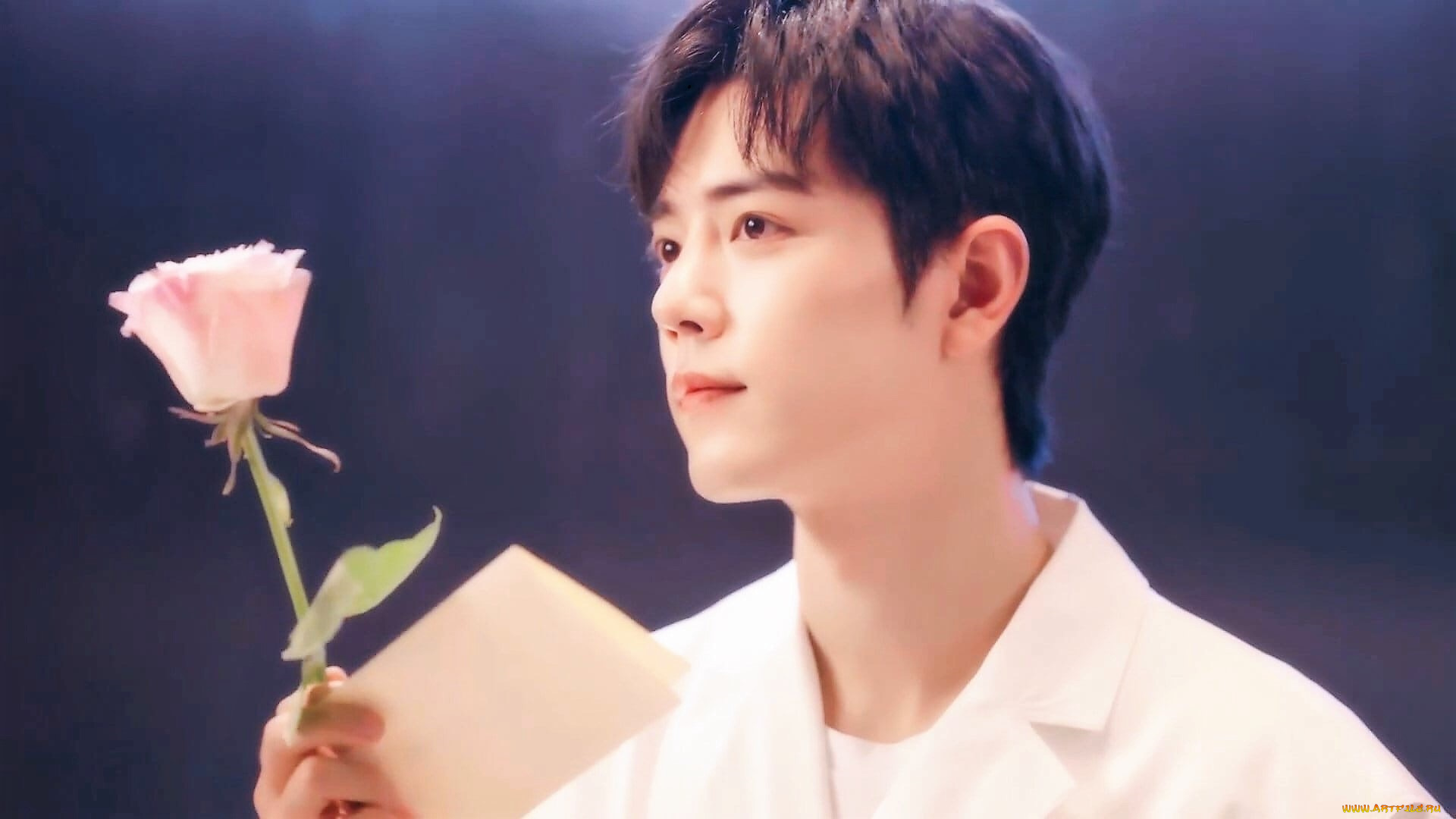 мужчины, xiao, zhan, актер, лицо, роза, цветок