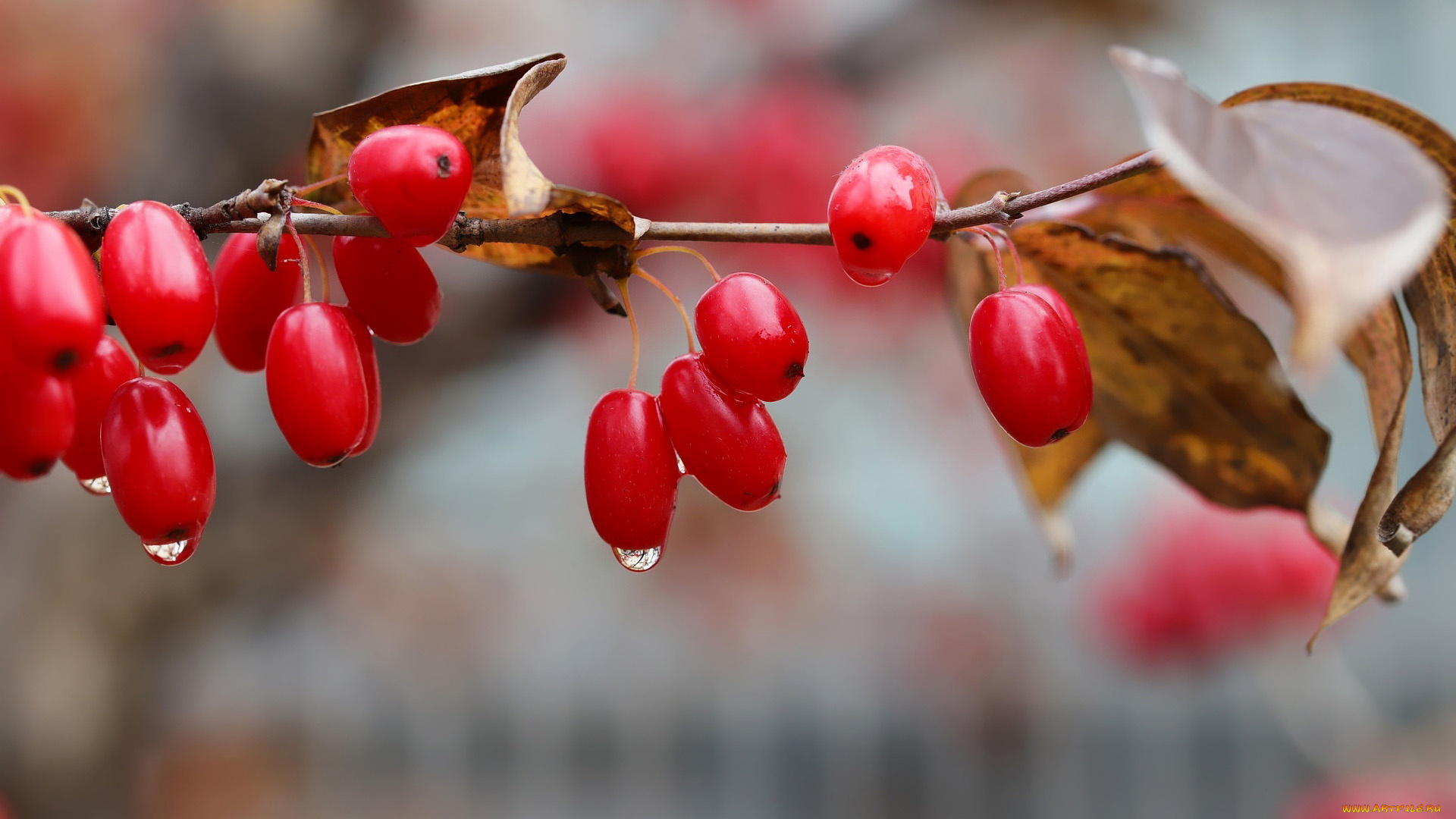 природа, ягоды, кизил