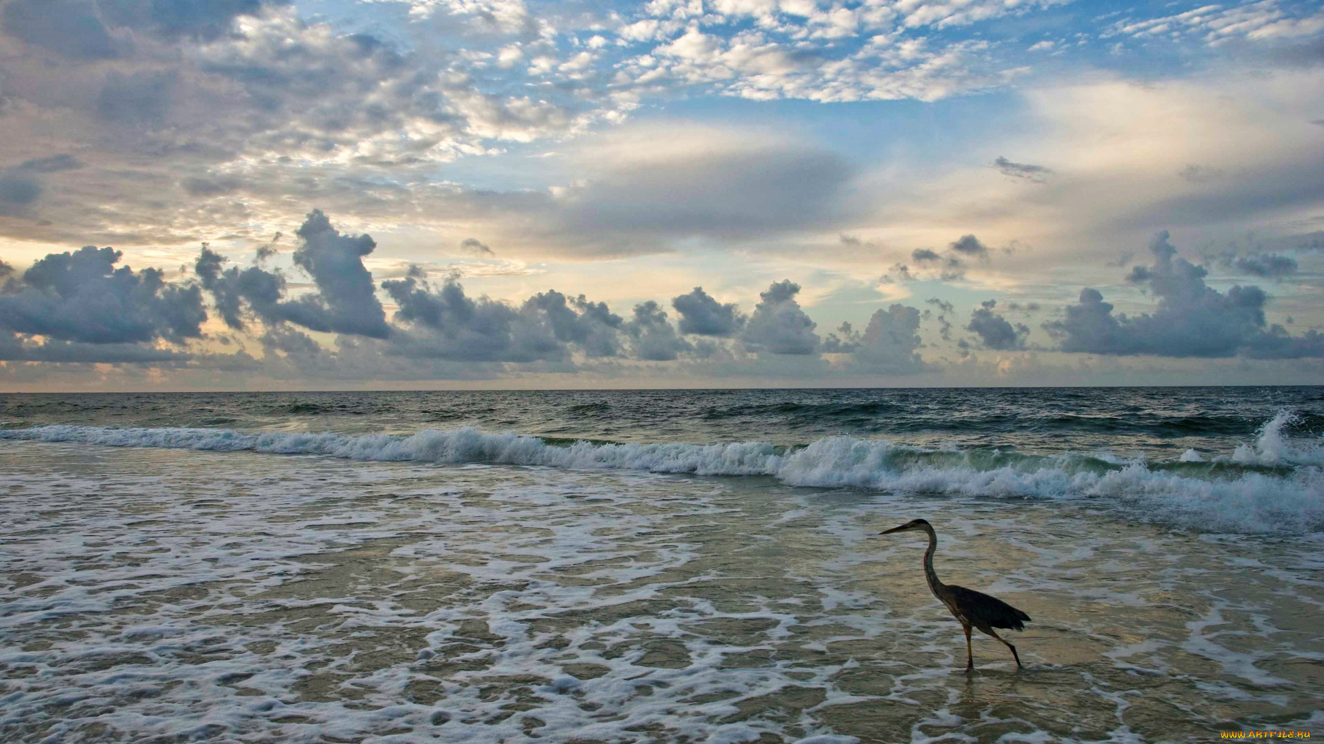 животные, цапли, , выпи, цапля, море, тучи
