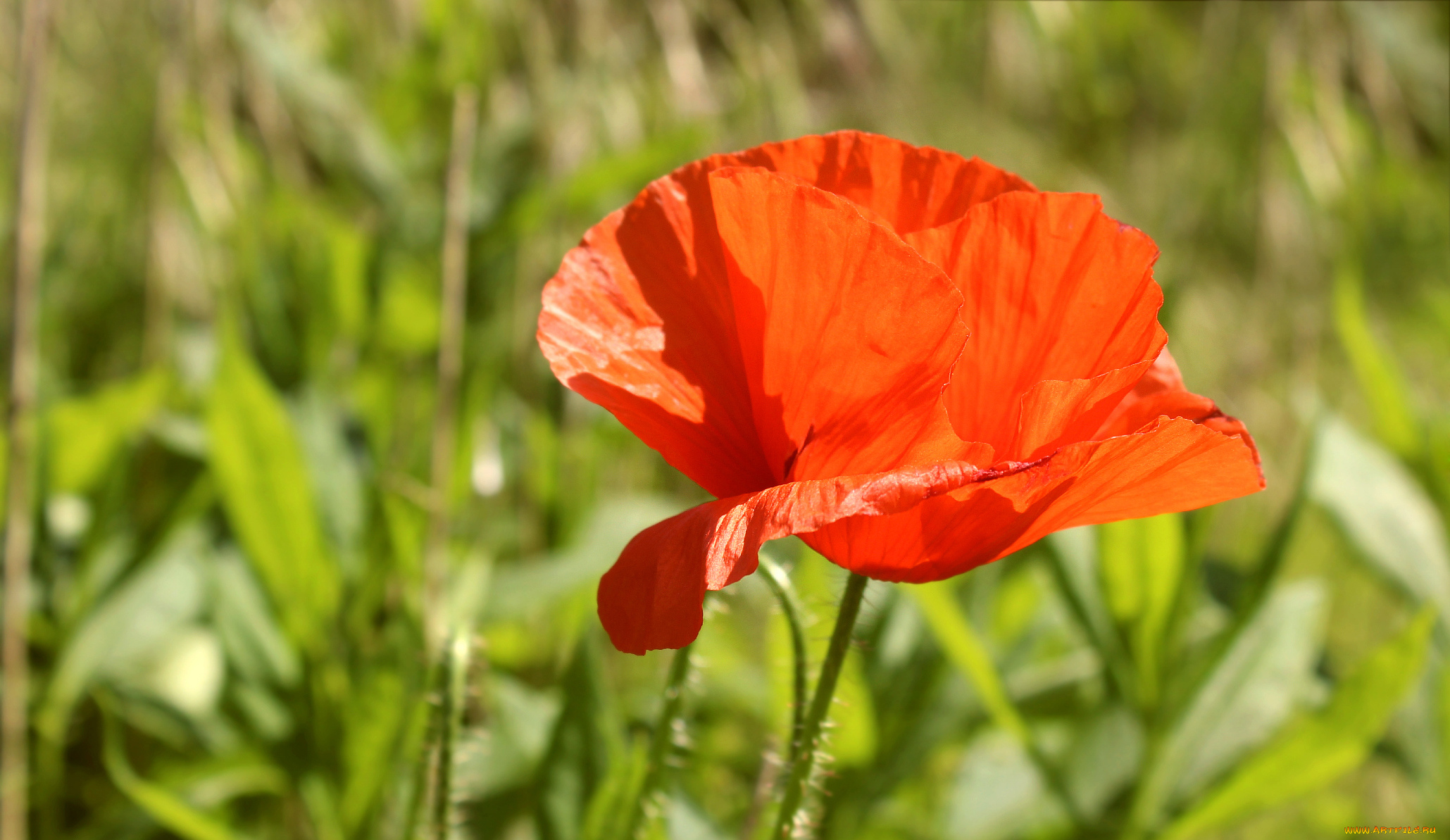 цветы, маки, алый, мак, макро