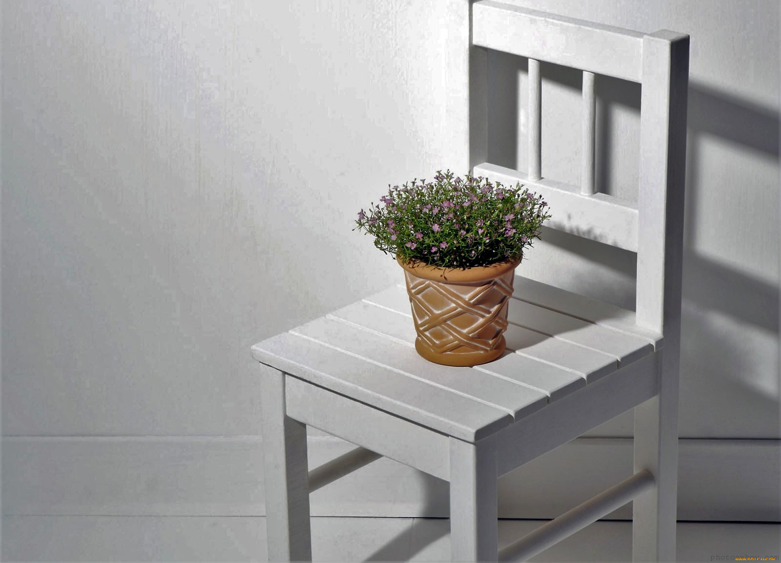 цветы, стул, горшок, цветок