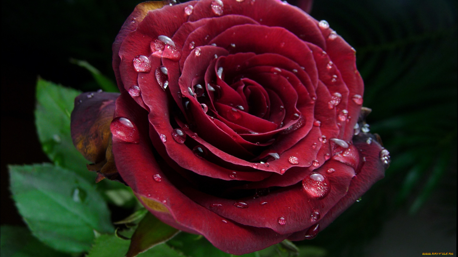 цветы, розы, капли, роза, бордо, макро