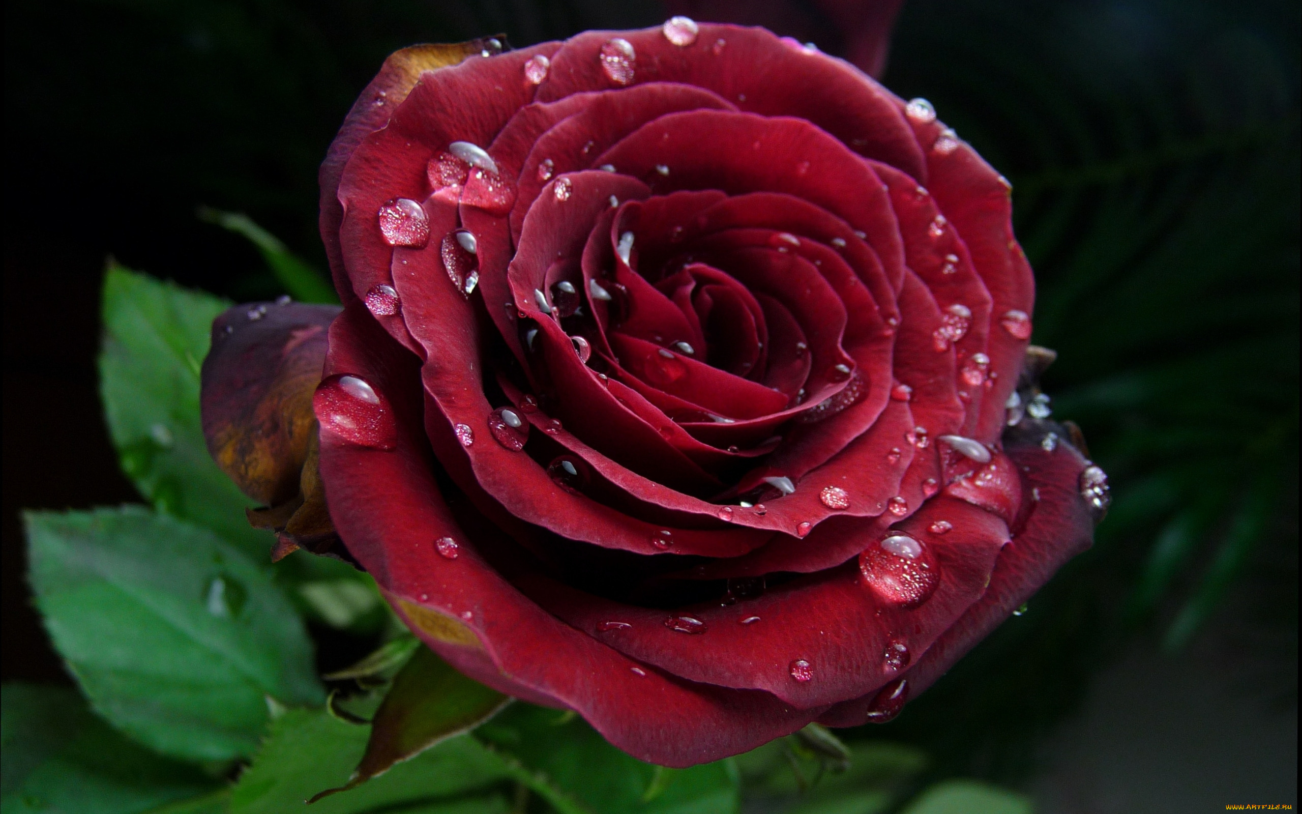 цветы, розы, капли, роза, бордо, макро