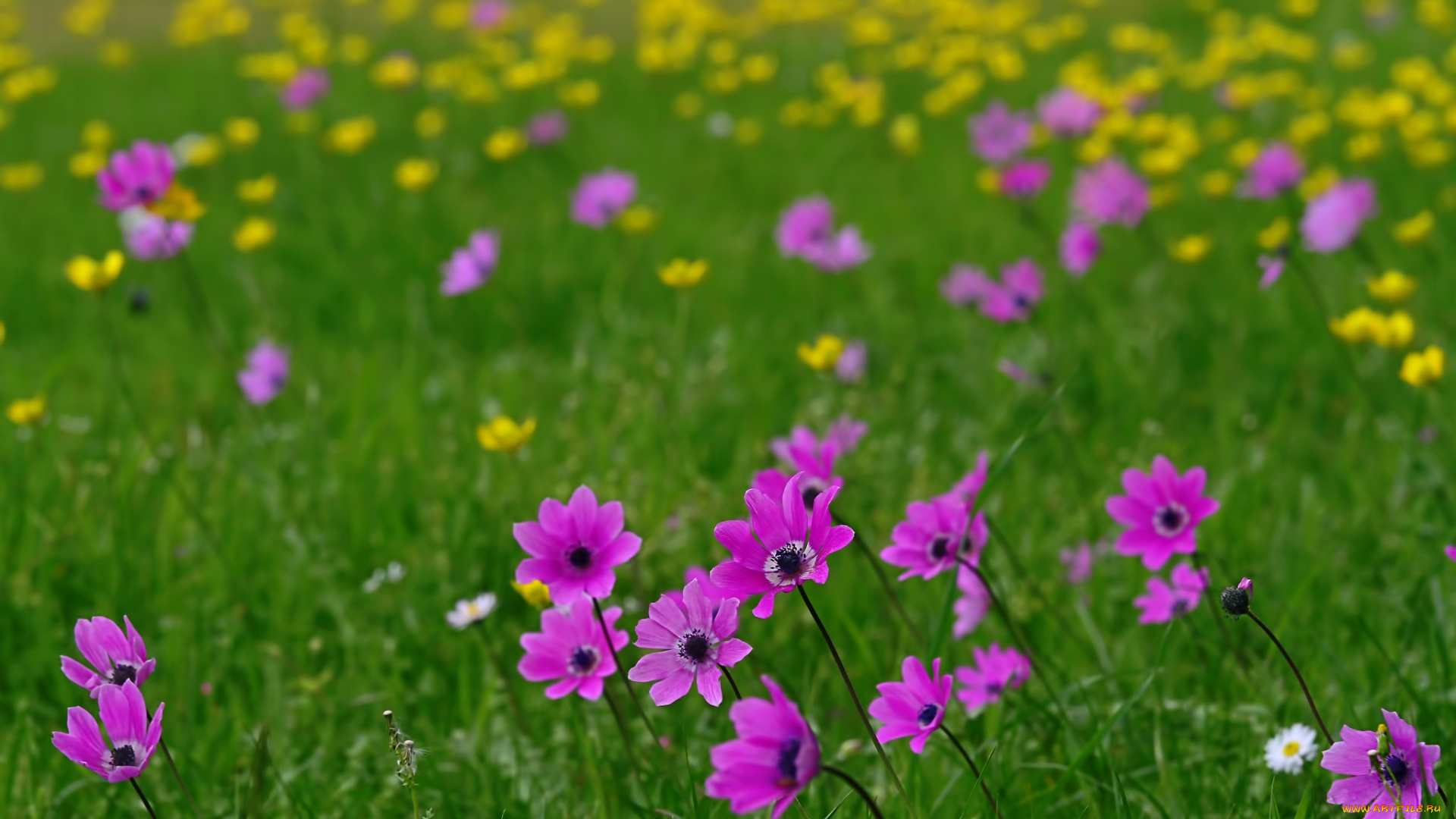 цветы, луговые, , полевые, , цветы