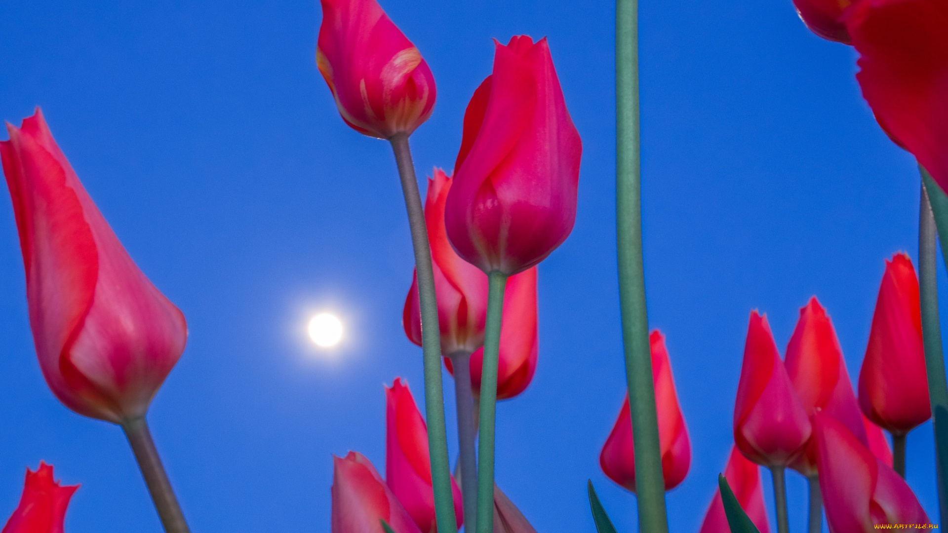 цветы, тюльпаны