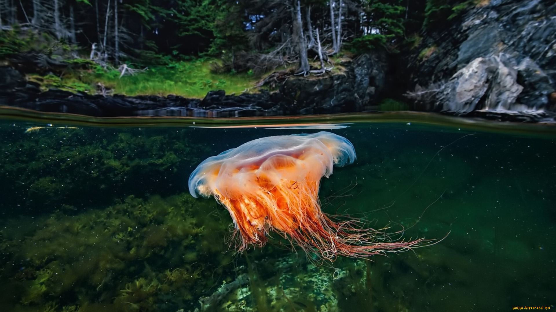 животные, медузы, медуза
