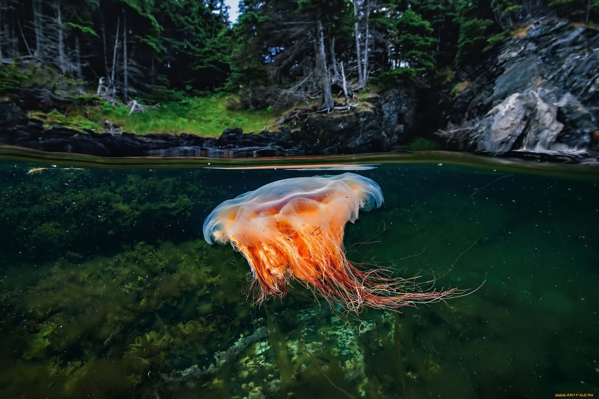 животные, медузы, медуза