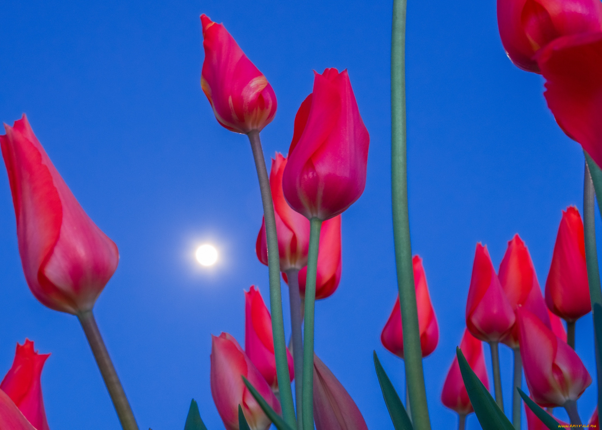 цветы, тюльпаны