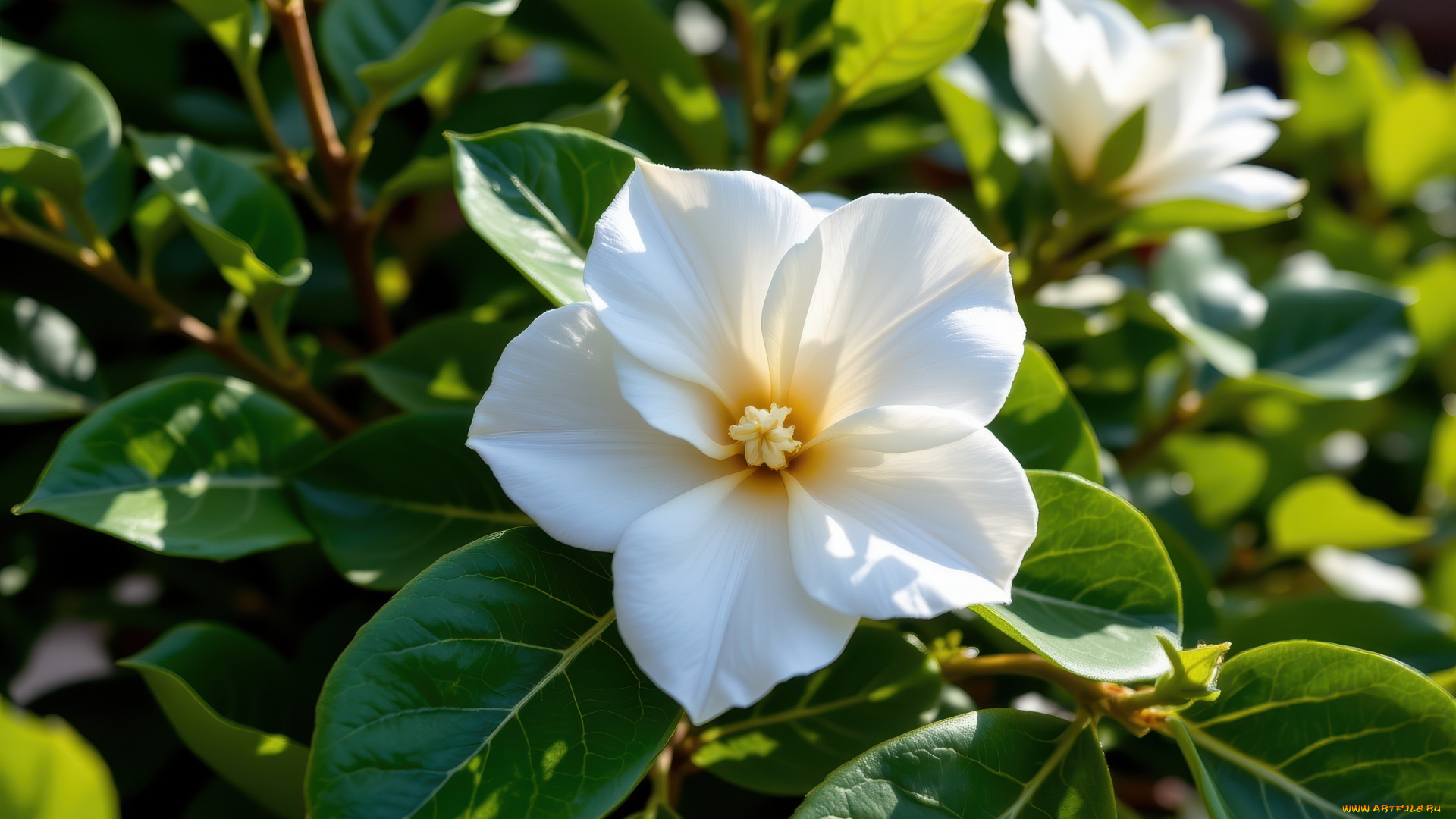 3д, графика, цветы, , flowers, гардения, макро