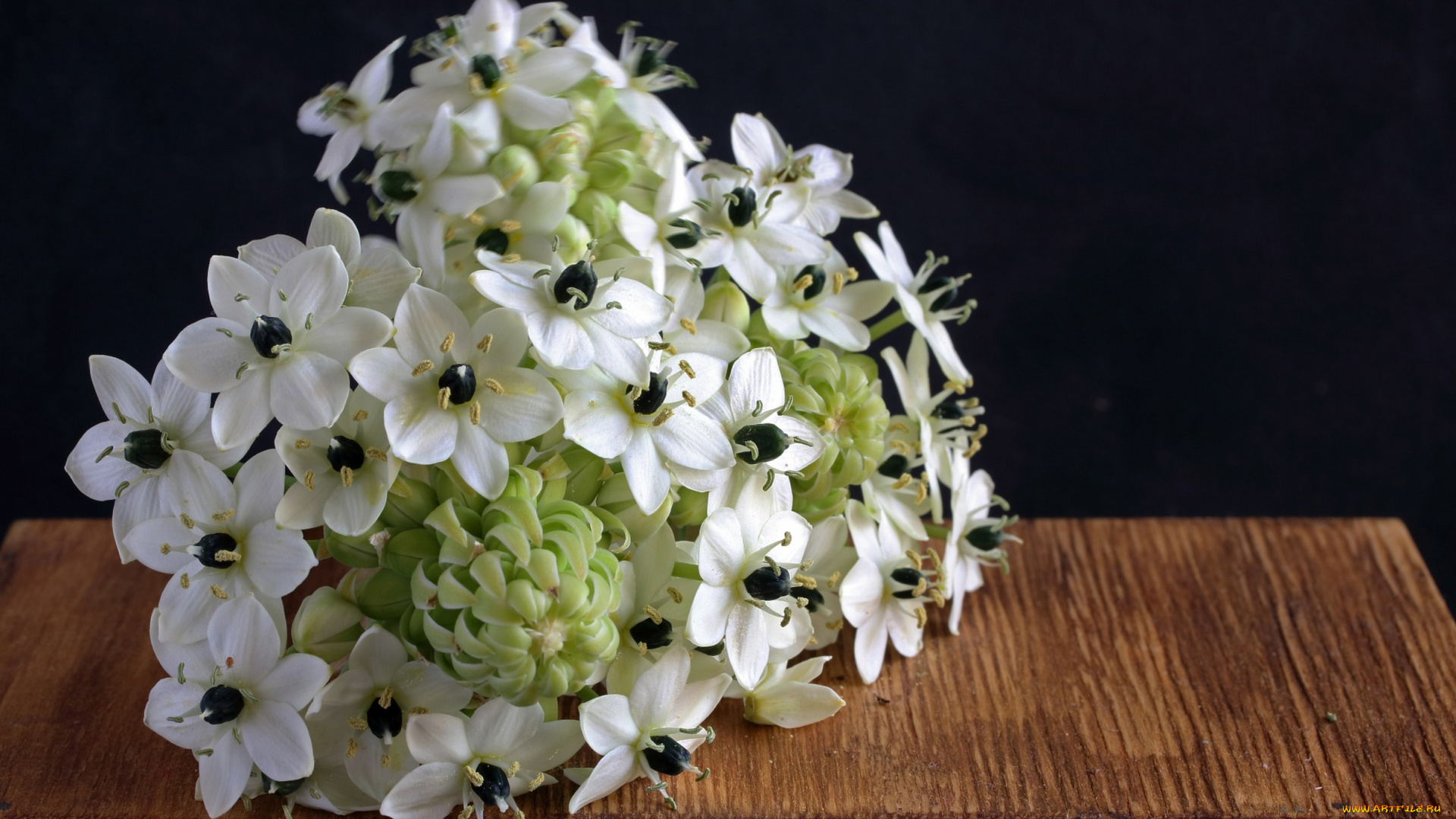 chincherinchee, птицемлечник, цветы