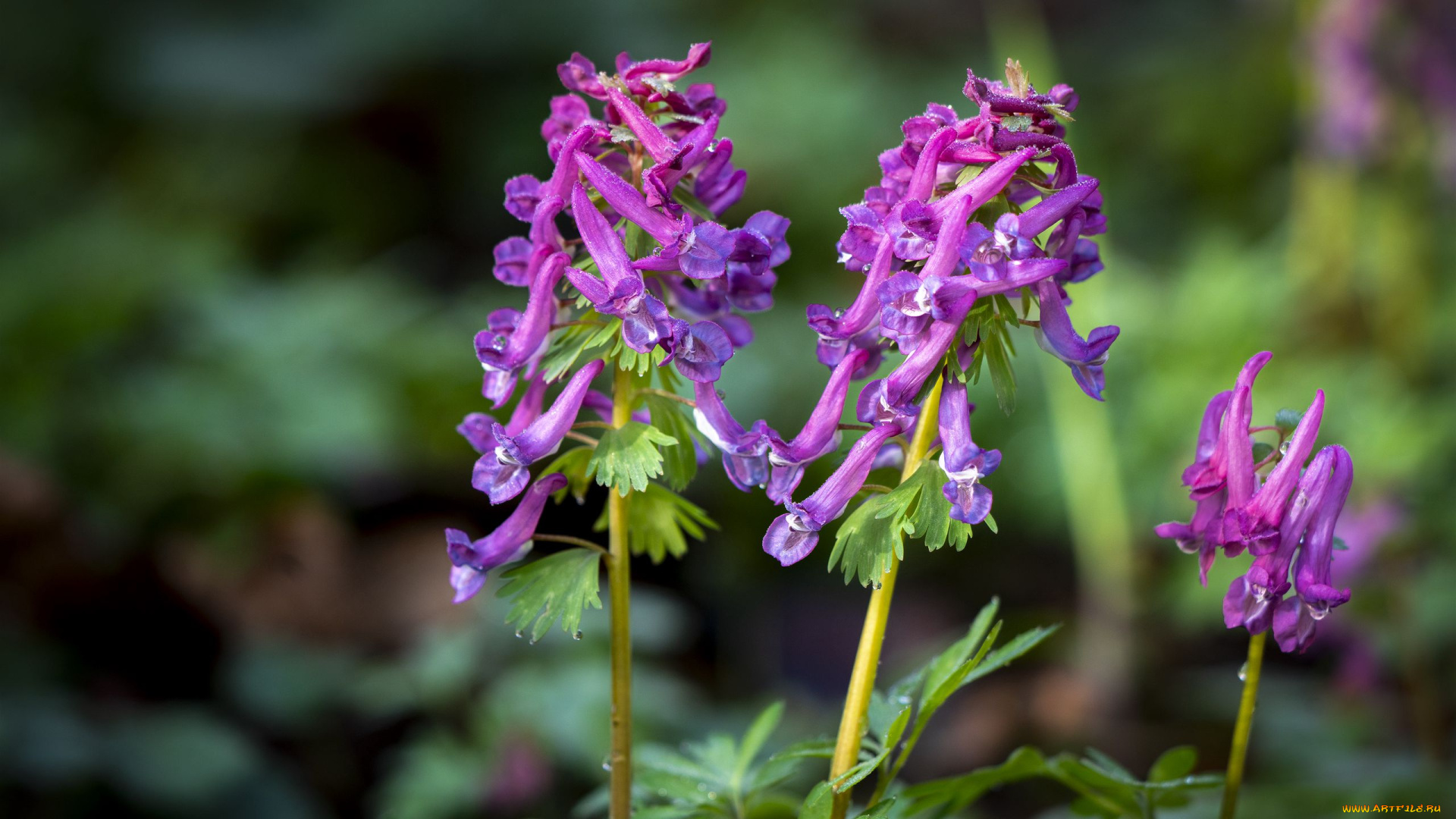 corydalis, хохлатка, цветы, луговые, , полевые, , цветы