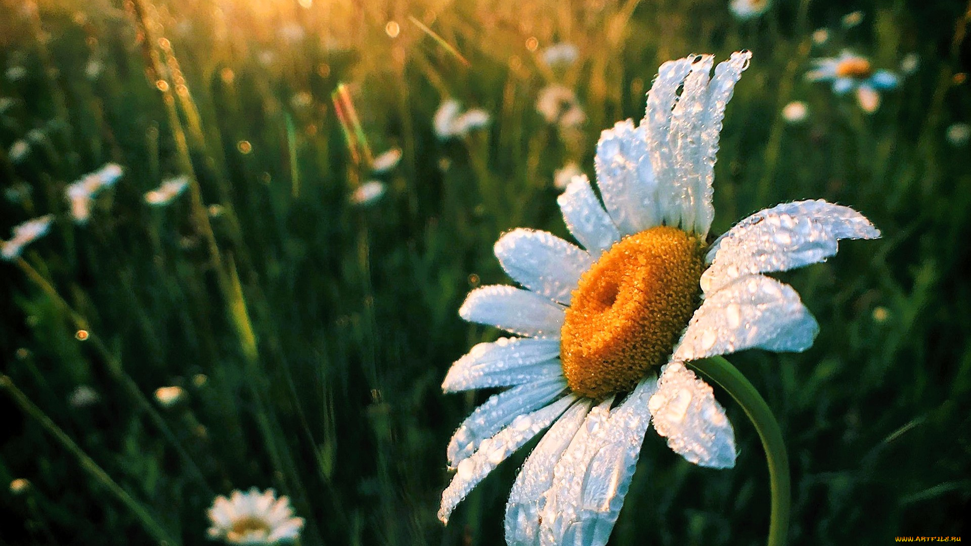 цветы, ромашки, трава, луг