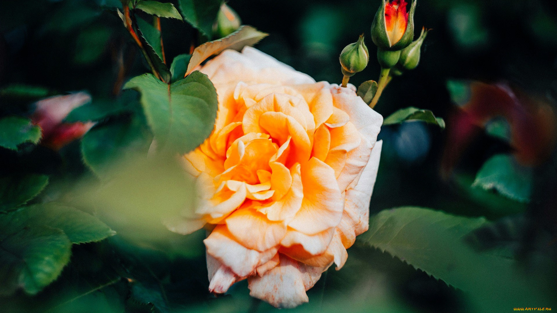 цветы, розы, роза, желтая, бутоны, листья, куст