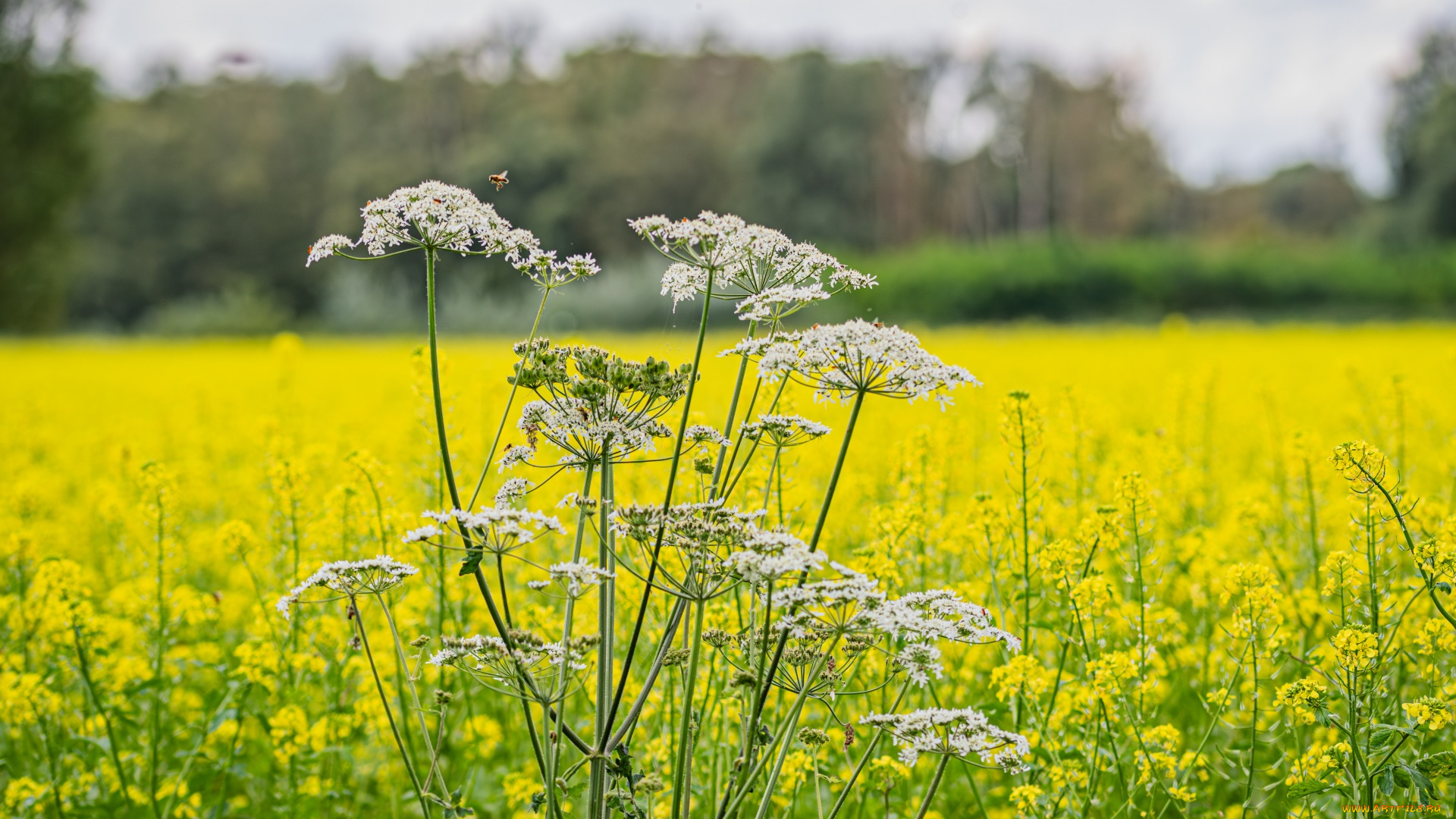 heracleum, sphondylium, борщевик, обыкновенный, цветы, луговые, , полевые, , цветы, heracleum, sphondylium, борщевик, обыкновенный