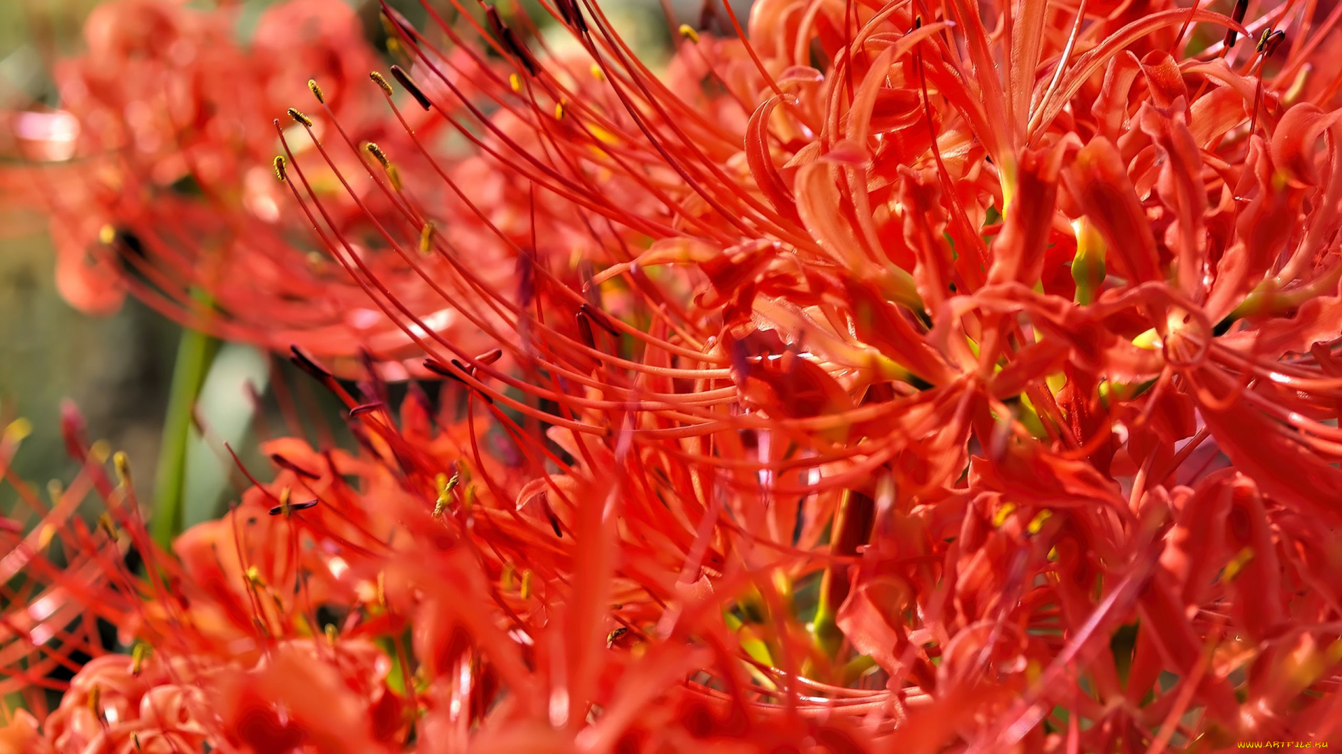 lycoris, ликорис, цветы, лилии, , лилейники