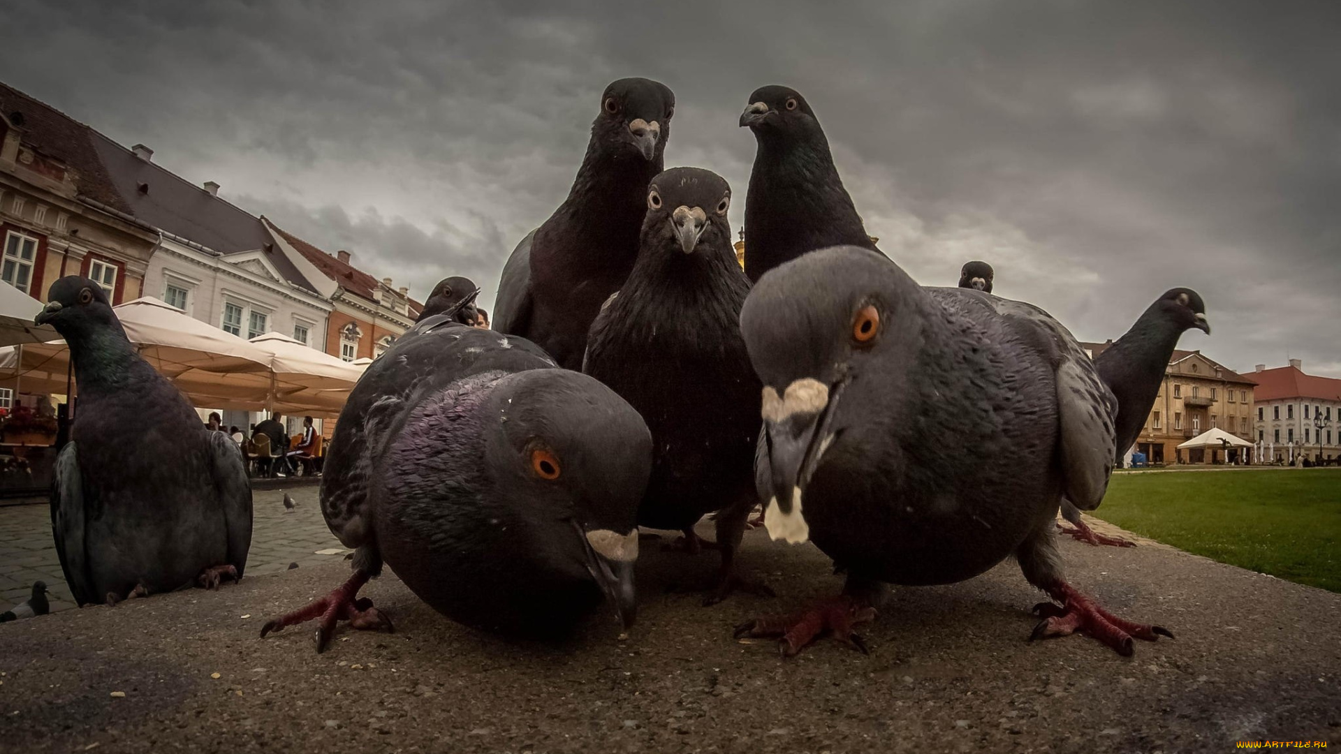 животные, голуби, птицы