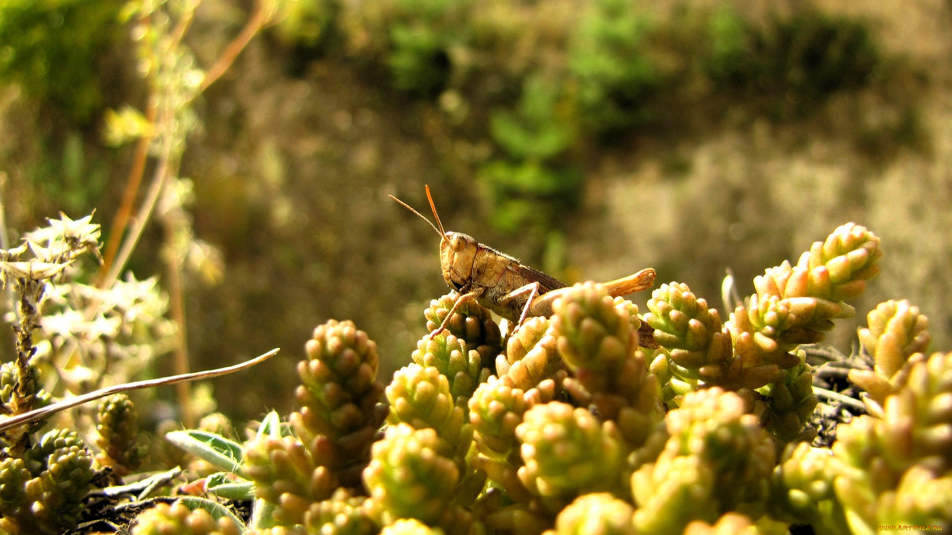 животные, кузнечики, , саранча, кузнечик, шишки, хмель