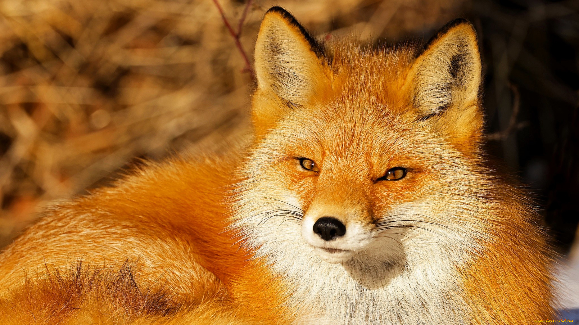 животные, лисы, лиса, рыжая