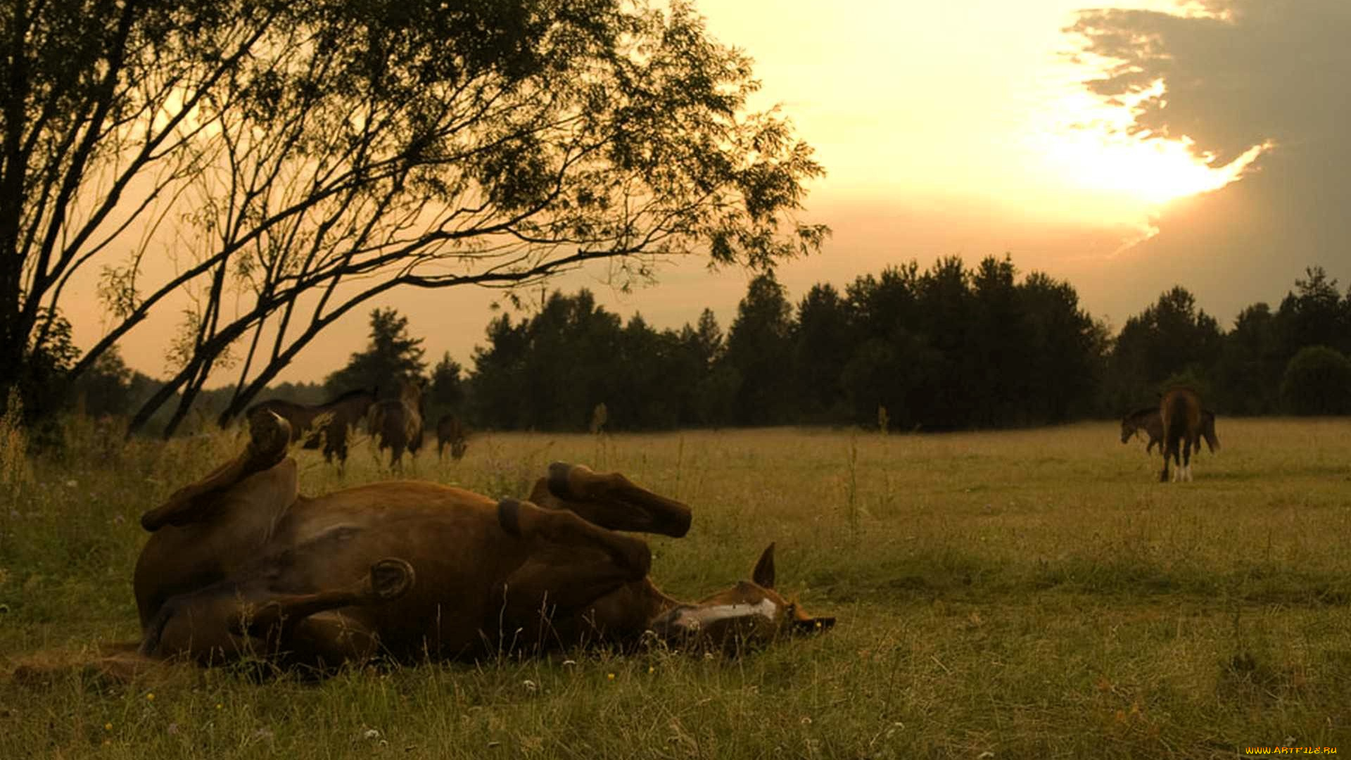 животные, лошади, луг, поляна, деревья
